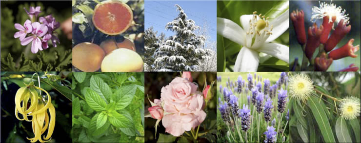 The Essential Oils Banner